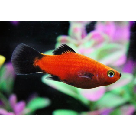 Platka - Zmienniak Plamisty - Xiphophorus maculatus
